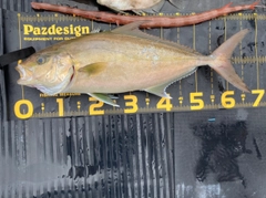 ヒレナガカンパチの釣果