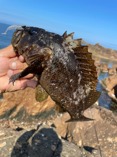 ムラソイの釣果