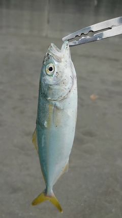 ワカシの釣果