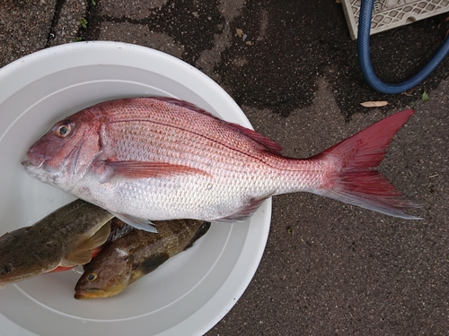 マダイの釣果