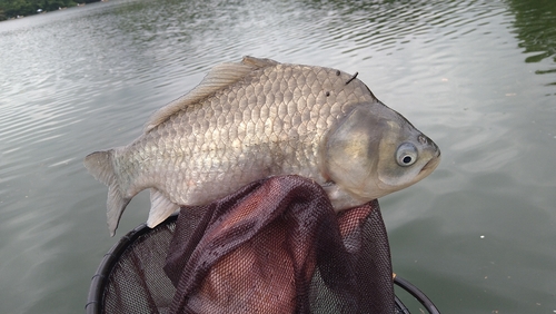 ヘラブナの釣果