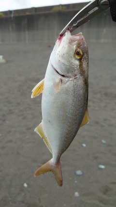 ショゴの釣果