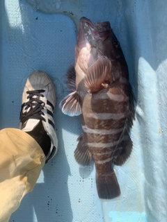 マハタの釣果