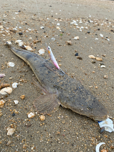 マゴチの釣果