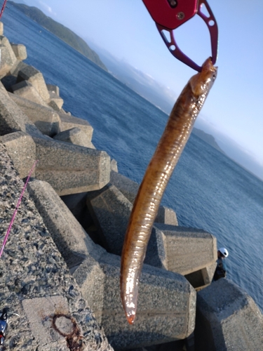 ダイナンギンポの釣果