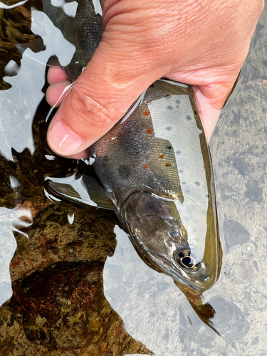 アマゴの釣果