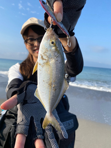 ショゴの釣果