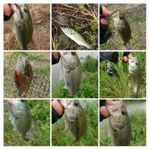 ブラックバスの釣果