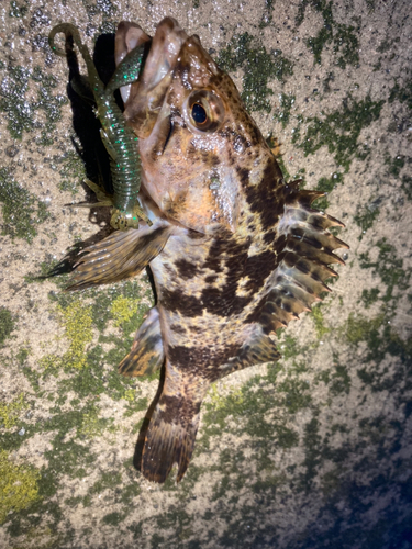 タケノコメバルの釣果