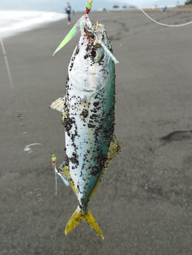 ワカシの釣果