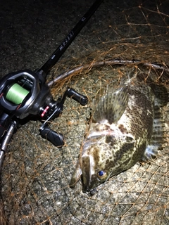 タケノコメバルの釣果