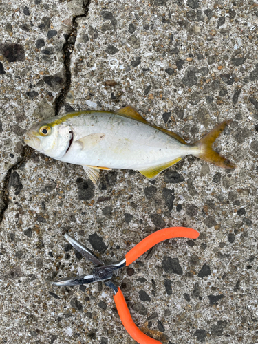 ショゴの釣果