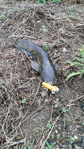 ナマズの釣果