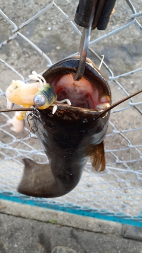 ナマズの釣果