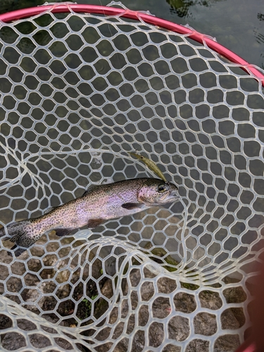 ニジマスの釣果