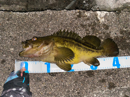 シマソイの釣果