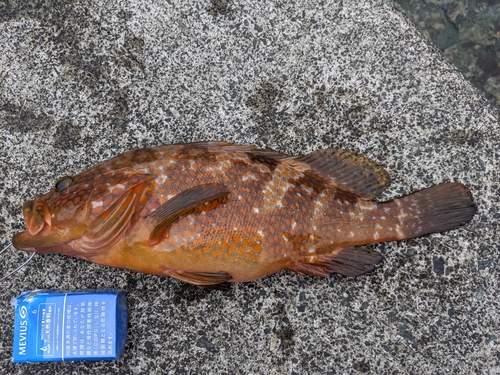 アコウの釣果