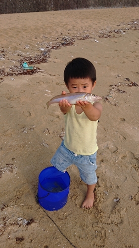 キスの釣果