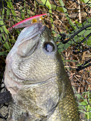 ラージマウスバスの釣果