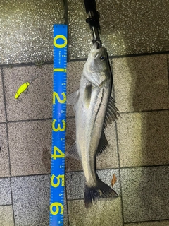 シーバスの釣果