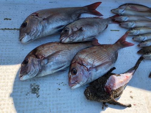 マダイの釣果