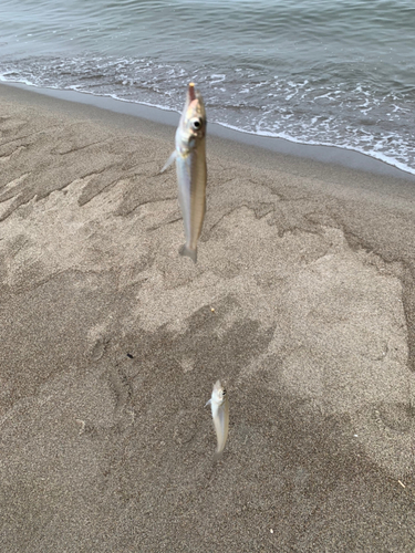 キスの釣果