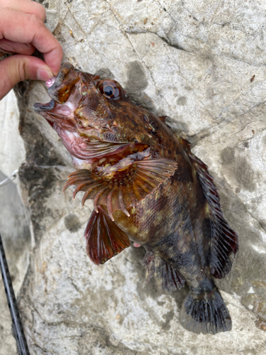 カサゴの釣果