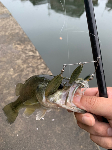 ブラックバスの釣果