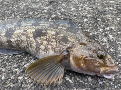 アイナメの釣果