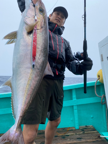 カンパチの釣果