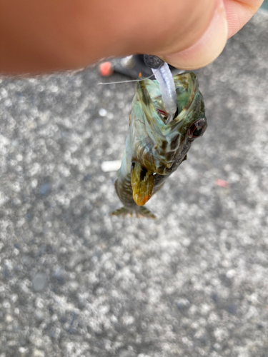 アナハゼの釣果