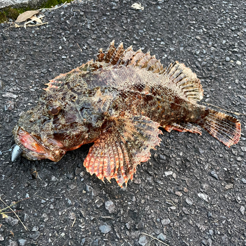 カサゴの釣果