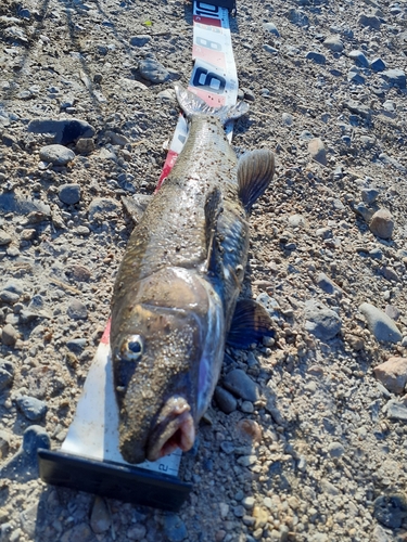 ニゴイの釣果