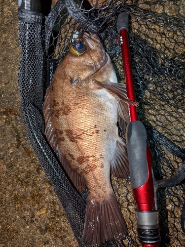 メバルの釣果