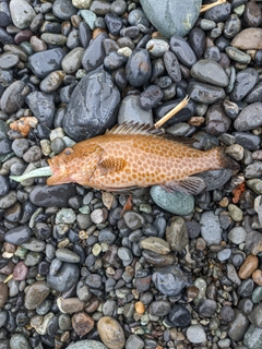 オオモンハタの釣果