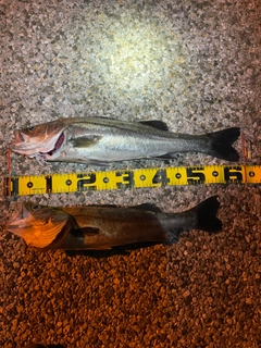 シーバスの釣果