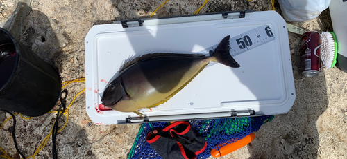 テングハギモドキの釣果