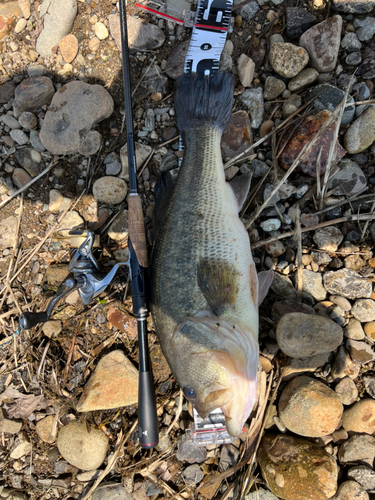 ブラックバスの釣果