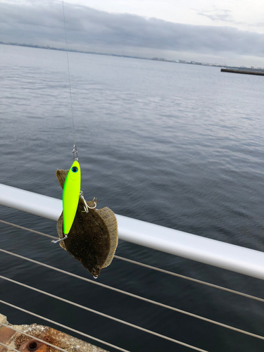 カレイの釣果