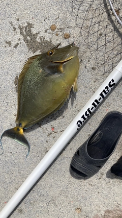 ヒメテングハギの釣果