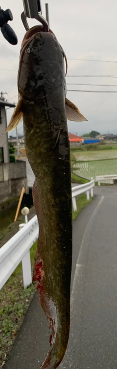 ナマズの釣果