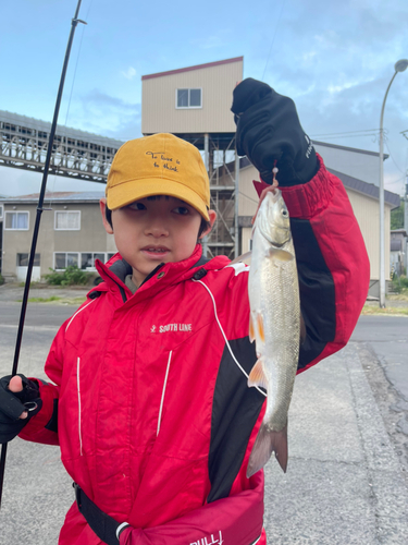 ウグイの釣果