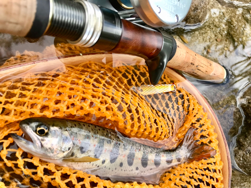 アマゴの釣果