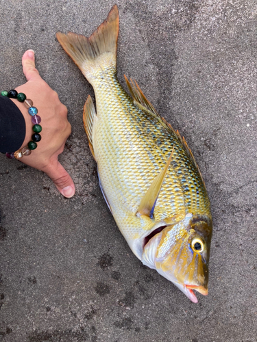 ハマフエフキの釣果