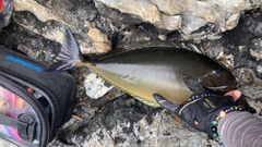 テングハギモドキの釣果