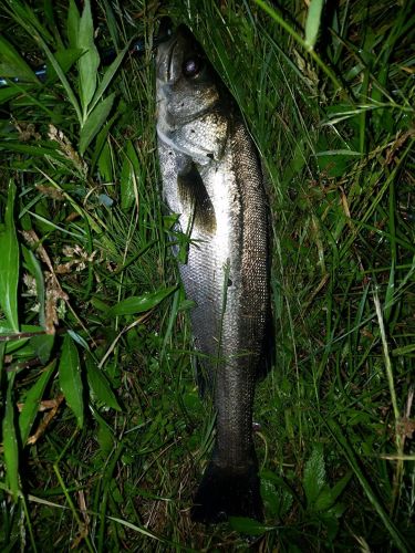 スズキの釣果