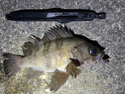 メバルの釣果