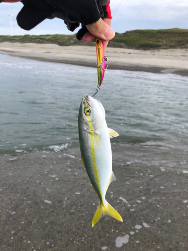 ワカシの釣果