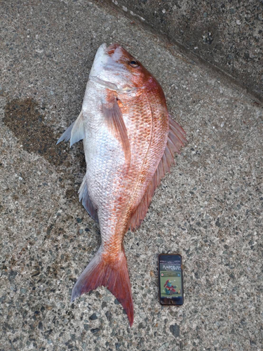 マダイの釣果