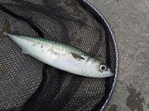 サバの釣果